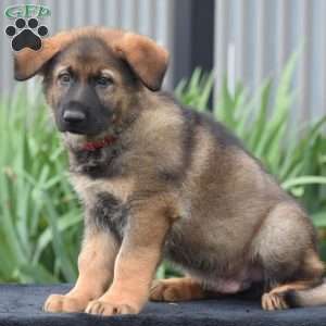 Moe, German Shepherd Puppy